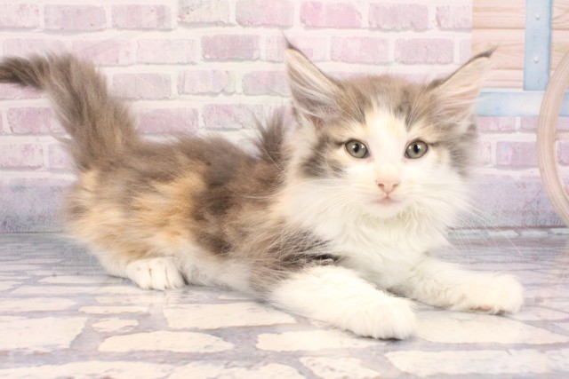 京都府のノルウェージャンフォレストキャット (Coo&RIKU京都河原町店/2025年10月14日生まれ/女の子/ダイリュートキャリコ)の子猫の2枚目の画像