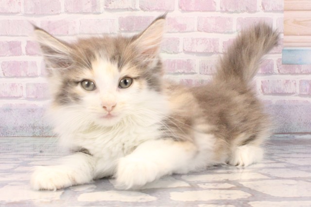 京都府のノルウェージャンフォレストキャット (Coo&RIKU京都河原町店/2025年10月14日生まれ/女の子/ダイリュートキャリコ)の子猫の3枚目の画像