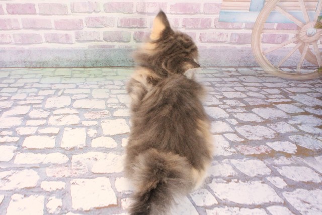 京都府のノルウェージャンフォレストキャット (Coo&RIKU京都河原町店/2025年10月14日生まれ/女の子/ダイリュートキャリコ)の子猫の4枚目の画像