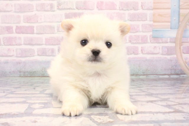 兵庫県のポメチワ/チワポメ/ポメチー(ポメラニアン×チワワ) (Coo&RIKU尼崎店/2025年10月26日生まれ/男の子/クリーム)の子犬の1枚目の画像