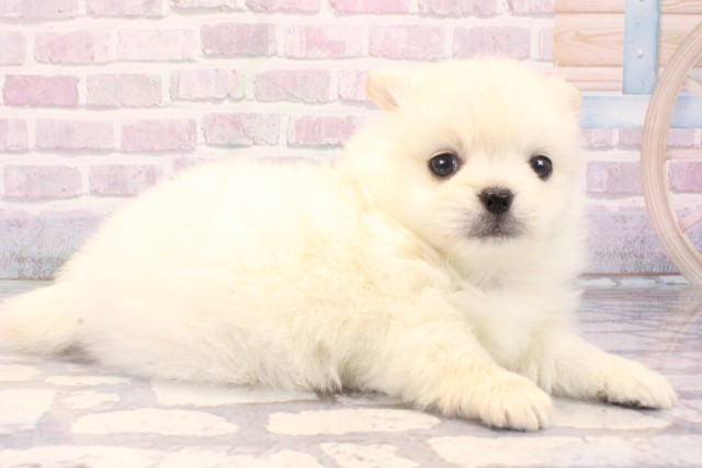 兵庫県のポメチワ/チワポメ/ポメチー(ポメラニアン×チワワ) (Coo&RIKU尼崎店/2025年10月26日生まれ/男の子/クリーム)の子犬の2枚目の画像