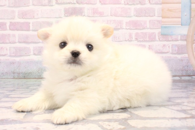 兵庫県のポメチワ/チワポメ/ポメチー(ポメラニアン×チワワ) (Coo&RIKU尼崎店/2025年10月26日生まれ/男の子/クリーム)の子犬の3枚目の画像