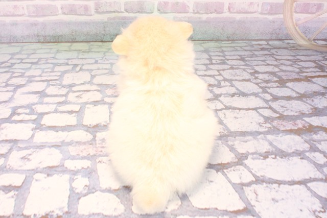 兵庫県のポメチワ/チワポメ/ポメチー(ポメラニアン×チワワ) (Coo&RIKU尼崎店/2025年10月26日生まれ/男の子/クリーム)の子犬の4枚目の画像