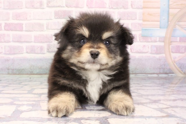 大阪府のポメチワ/チワポメ/ポメチー(ポメラニアン×チワワ) (Coo&RIKU天王寺店/2025年10月26日生まれ/男の子/ブラックタンホワイト)の子犬の1枚目の画像