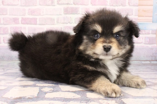 大阪府のポメチワ/チワポメ/ポメチー(ポメラニアン×チワワ) (Coo&RIKU天王寺店/2025年10月26日生まれ/男の子/ブラックタンホワイト)の子犬の2枚目の画像