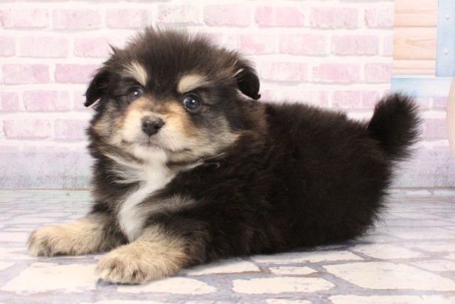 大阪府のポメチワ/チワポメ/ポメチー(ポメラニアン×チワワ) (Coo&RIKU天王寺店/2025年10月26日生まれ/男の子/ブラックタンホワイト)の子犬の3枚目の画像