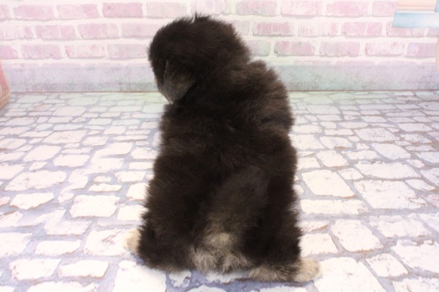 大阪府のポメチワ/チワポメ/ポメチー(ポメラニアン×チワワ) (Coo&RIKU天王寺店/2025年10月26日生まれ/男の子/ブラックタンホワイト)の子犬の4枚目の画像