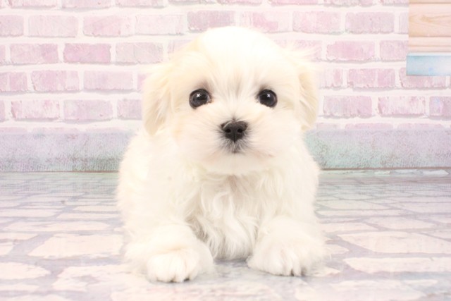 兵庫県のマルチーズ (Coo&RIKU神戸東灘店/2025年10月26日生まれ/男の子/ホワイト)の子犬の1枚目の画像