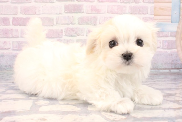 兵庫県のマルチーズ (Coo&RIKU神戸東灘店/2025年10月26日生まれ/男の子/ホワイト)の子犬の2枚目の画像