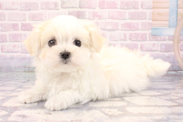兵庫県のマルチーズ (Coo&RIKU神戸東灘店/2025年10月26日生まれ/男の子/ホワイト)の子犬の3枚目の画像