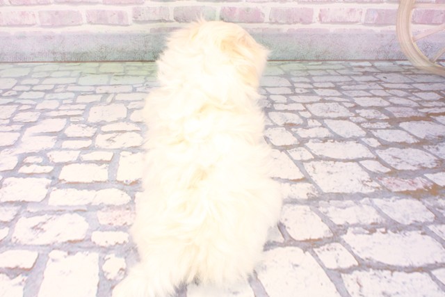 兵庫県のマルチーズ (Coo&RIKU神戸東灘店/2025年10月26日生まれ/男の子/ホワイト)の子犬の4枚目の画像