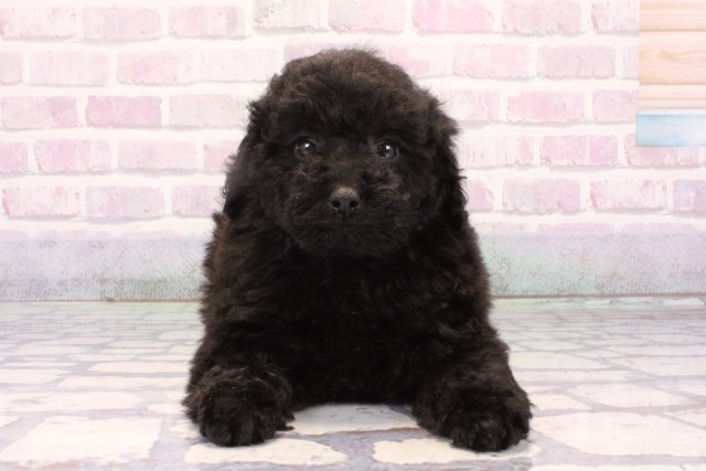 大阪府のトイプードル(トイ) (Coo&RIKU天王寺店/2025年10月25日生まれ/女の子/ブラック)の子犬の1枚目の画像