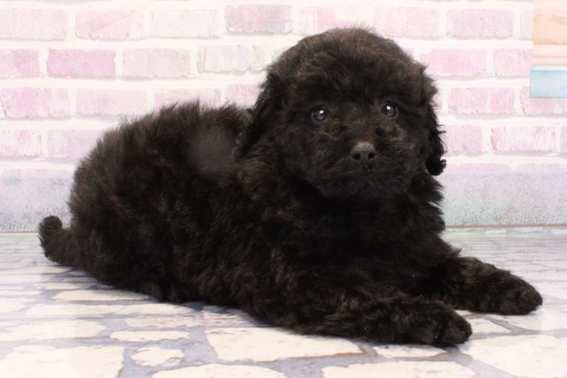大阪府のトイプードル(トイ) (Coo&RIKU天王寺店/2025年10月25日生まれ/女の子/ブラック)の子犬の2枚目の画像