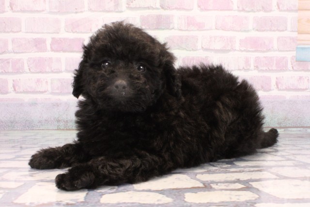 大阪府のトイプードル(トイ) (Coo&RIKU天王寺店/2025年10月25日生まれ/女の子/ブラック)の子犬の3枚目の画像