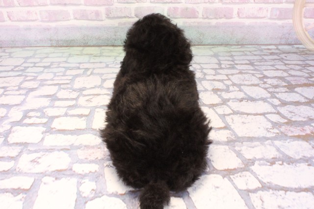 大阪府のトイプードル(トイ) (Coo&RIKU天王寺店/2025年10月25日生まれ/女の子/ブラック)の子犬の4枚目の画像
