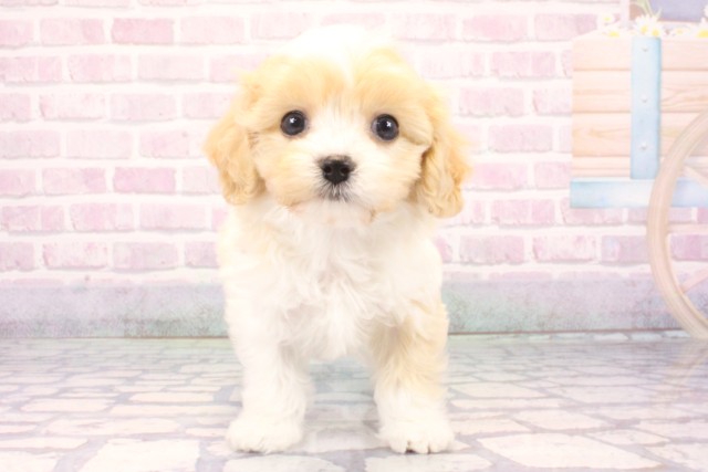 大阪府のハーフ犬・ミックス犬 (Coo&RIKU梅田店/2025年10月24日生まれ/男の子/パーティーカラー)の子犬の1枚目の画像