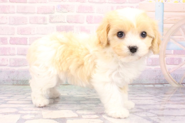 大阪府のハーフ犬・ミックス犬 (Coo&RIKU梅田店/2025年10月24日生まれ/男の子/パーティーカラー)の子犬の2枚目の画像