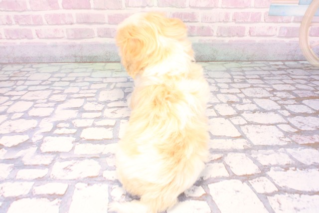 大阪府のハーフ犬・ミックス犬 (Coo&RIKU梅田店/2025年10月24日生まれ/男の子/パーティーカラー)の子犬の4枚目の画像