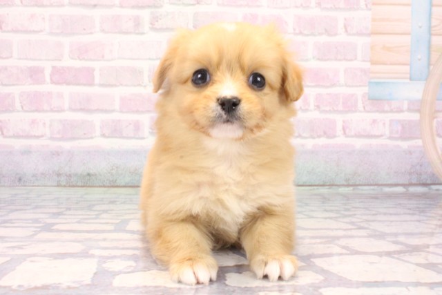 兵庫県のハーフ犬・ミックス犬 (Coo&RIKU神戸東灘店/2025年10月24日生まれ/男の子/クリーム)の子犬の1枚目の画像