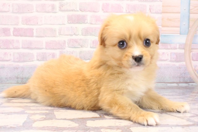 兵庫県のハーフ犬・ミックス犬 (Coo&RIKU神戸東灘店/2025年10月24日生まれ/男の子/クリーム)の子犬の2枚目の画像