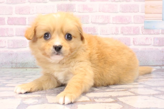 兵庫県のハーフ犬・ミックス犬 (Coo&RIKU神戸東灘店/2025年10月24日生まれ/男の子/クリーム)の子犬の3枚目の画像