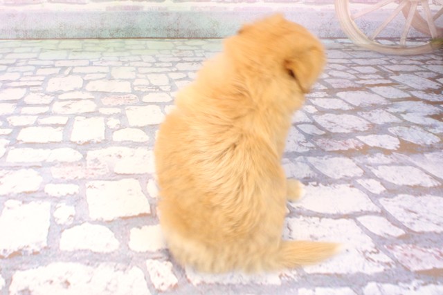 兵庫県のハーフ犬・ミックス犬 (Coo&RIKU神戸東灘店/2025年10月24日生まれ/男の子/クリーム)の子犬の4枚目の画像