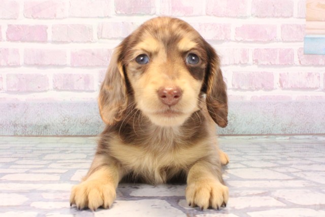 兵庫県のミニチュアダックスフンド(ロング) (Coo&RIKU尼崎店/2025年10月25日生まれ/男の子/チョコレートダップル)の子犬の1枚目の画像