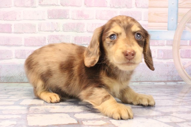 兵庫県のミニチュアダックスフンド(ロング) (Coo&RIKU尼崎店/2025年10月25日生まれ/男の子/チョコレートダップル)の子犬の2枚目の画像