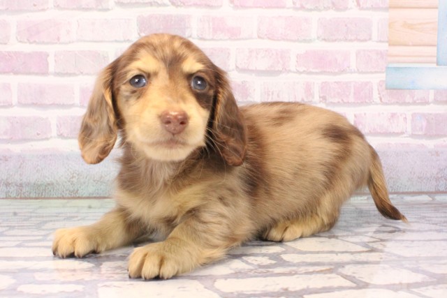 兵庫県のミニチュアダックスフンド(ロング) (Coo&RIKU尼崎店/2025年10月25日生まれ/男の子/チョコレートダップル)の子犬の3枚目の画像