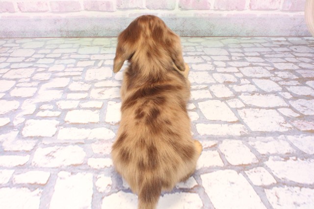 兵庫県のミニチュアダックスフンド(ロング) (Coo&RIKU尼崎店/2025年10月25日生まれ/男の子/チョコレートダップル)の子犬の4枚目の画像