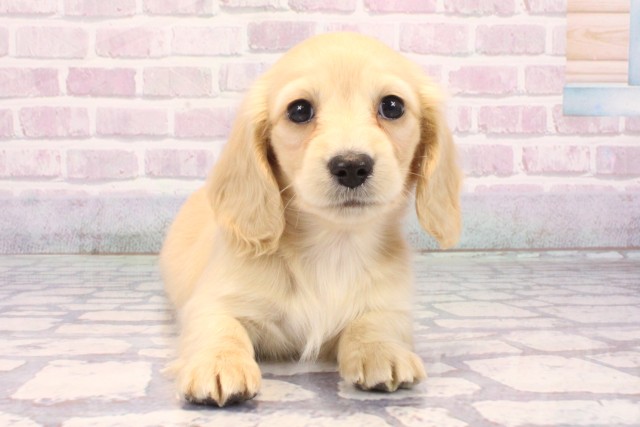 大阪府のミニチュアダックスフンド(ロング) (Coo&RIKU高槻店/2025年10月24日生まれ/女の子/イエロー)の子犬の1枚目の画像