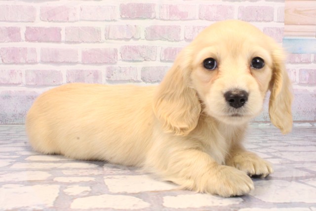 大阪府のミニチュアダックスフンド(ロング) (Coo&RIKU高槻店/2025年10月24日生まれ/女の子/イエロー)の子犬の2枚目の画像