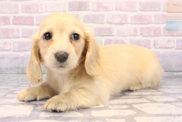 大阪府のミニチュアダックスフンド(ロング) (Coo&RIKU高槻店/2025年10月24日生まれ/女の子/イエロー)の子犬の3枚目の画像