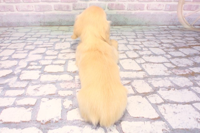 大阪府のミニチュアダックスフンド(ロング) (Coo&RIKU高槻店/2025年10月24日生まれ/女の子/イエロー)の子犬の4枚目の画像