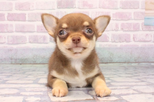 大阪府のチワワ(スムース) (Coo&RIKU天王寺店/2025年10月25日生まれ/男の子/チョコレートクリーム)の子犬の1枚目の画像