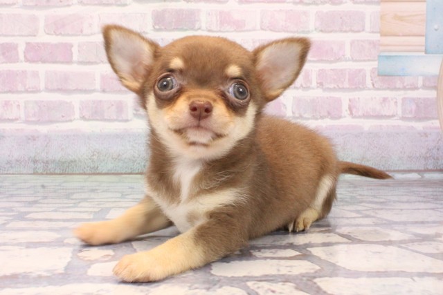 大阪府のチワワ(スムース) (Coo&RIKU天王寺店/2025年10月25日生まれ/男の子/チョコレートクリーム)の子犬の3枚目の画像