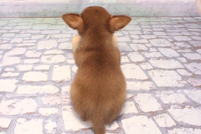 大阪府のチワワ(スムース) (Coo&RIKU天王寺店/2025年10月25日生まれ/男の子/チョコレートクリーム)の子犬の4枚目の画像