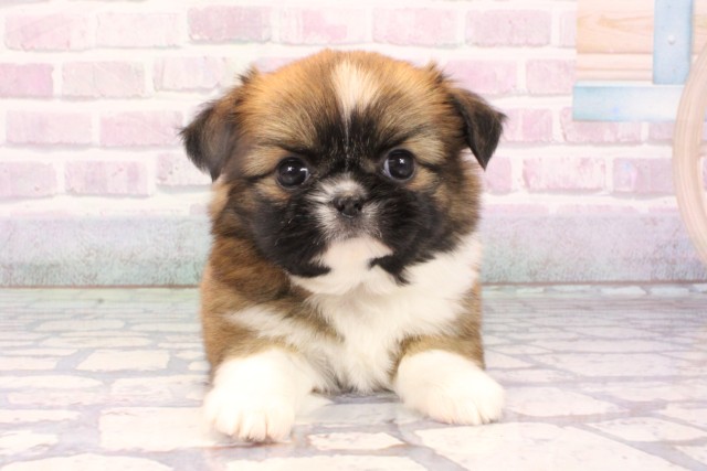 大阪府のチワズー/チワシーズ(チワワ×シーズー) (Coo&RIKU東大阪店/2025年10月26日生まれ/女の子/ブラウンホワイト)の子犬の1枚目の画像