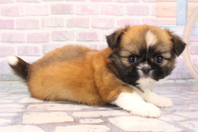 大阪府のチワズー/チワシーズ(チワワ×シーズー) (Coo&RIKU東大阪店/2025年10月26日生まれ/女の子/ブラウンホワイト)の子犬の2枚目の画像