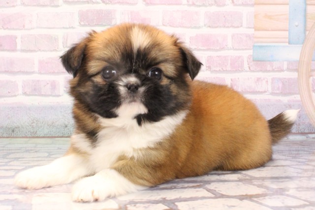 大阪府のチワズー/チワシーズ(チワワ×シーズー) (Coo&RIKU東大阪店/2025年10月26日生まれ/女の子/ブラウンホワイト)の子犬の3枚目の画像