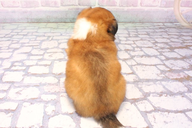 大阪府のチワズー/チワシーズ(チワワ×シーズー) (Coo&RIKU東大阪店/2025年10月26日生まれ/女の子/ブラウンホワイト)の子犬の4枚目の画像