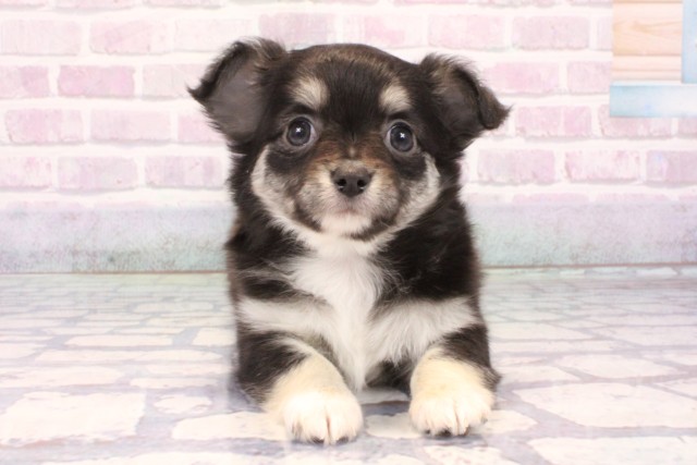 奈良県のチワワ(ロング) (Coo&RIKU奈良富雄南店/2025年10月25日生まれ/女の子/ブラックタンホワイト)の子犬の1枚目の画像