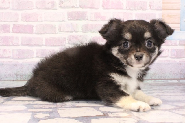 奈良県のチワワ(ロング) (Coo&RIKU奈良富雄南店/2025年10月25日生まれ/女の子/ブラックタンホワイト)の子犬の2枚目の画像