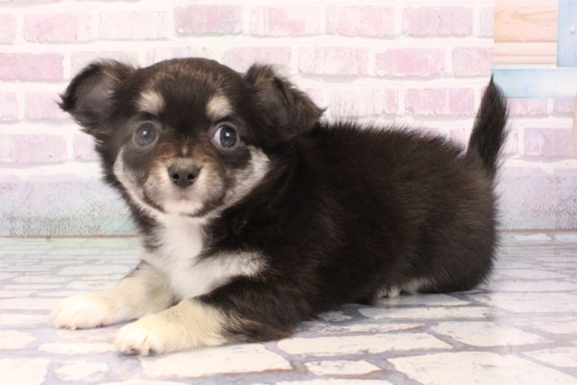 奈良県のチワワ(ロング) (Coo&RIKU奈良富雄南店/2025年10月25日生まれ/女の子/ブラックタンホワイト)の子犬の3枚目の画像