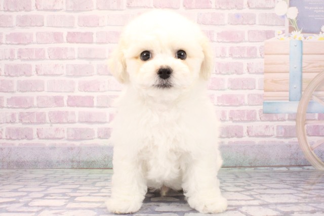 大阪府のビションフリーゼ (Coo&RIKU梅田店/2025年10月19日生まれ/男の子/ホワイト)の子犬の1枚目の画像