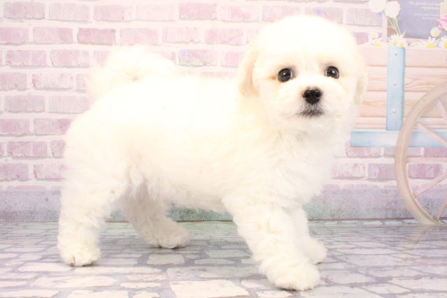 大阪府のビションフリーゼ (Coo&RIKU梅田店/2025年10月19日生まれ/男の子/ホワイト)の子犬の2枚目の画像