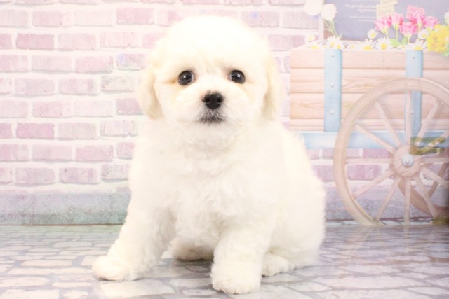 大阪府のビションフリーゼ (Coo&RIKU梅田店/2025年10月19日生まれ/男の子/ホワイト)の子犬の3枚目の画像