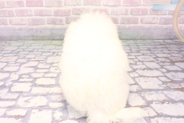 大阪府のビションフリーゼ (Coo&RIKU梅田店/2025年10月19日生まれ/男の子/ホワイト)の子犬の4枚目の画像