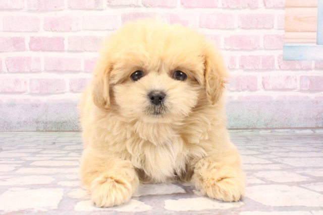 兵庫県のペキプー(ペキニーズ×プードル) (Coo&RIKU尼崎店/2025年10月19日生まれ/女の子/オレンジフォーン)の子犬の1枚目の画像