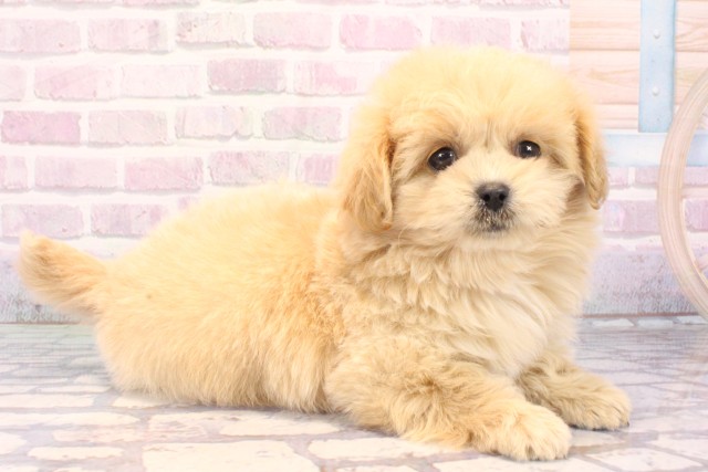 兵庫県のペキプー(ペキニーズ×プードル) (Coo&RIKU尼崎店/2025年10月19日生まれ/女の子/オレンジフォーン)の子犬の2枚目の画像